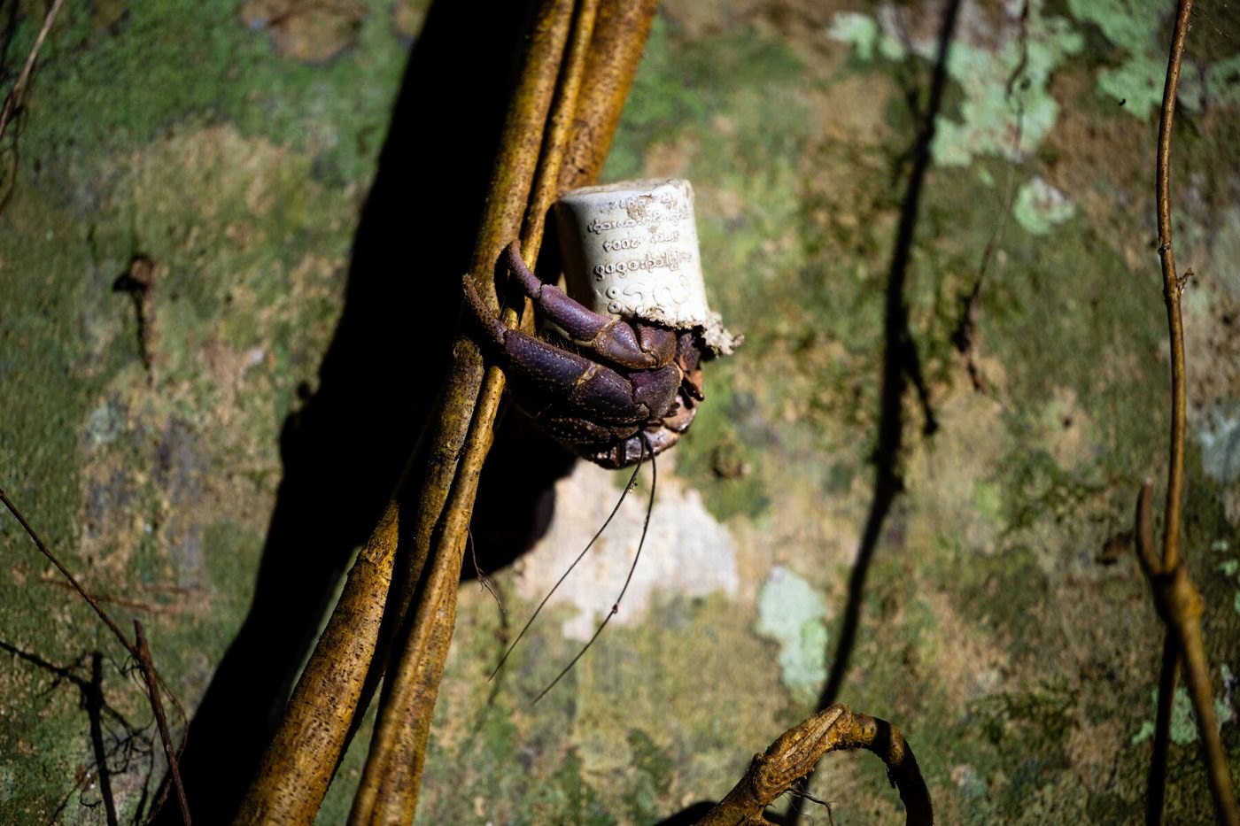 Coconut crab holding a cup