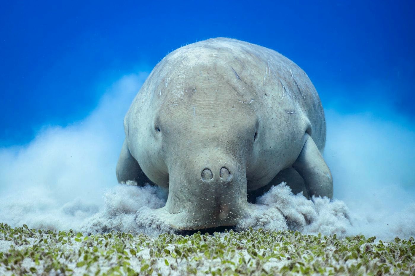 Dugong grazing on seagrass