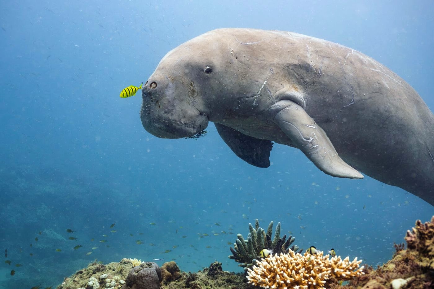 Dugong with a small trevally at its nose