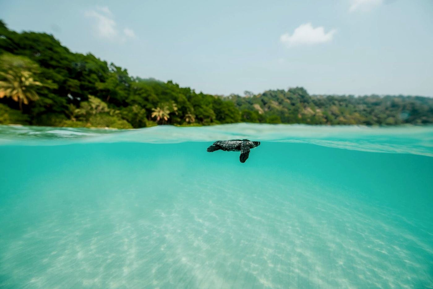 Hatchling turtle at the surface