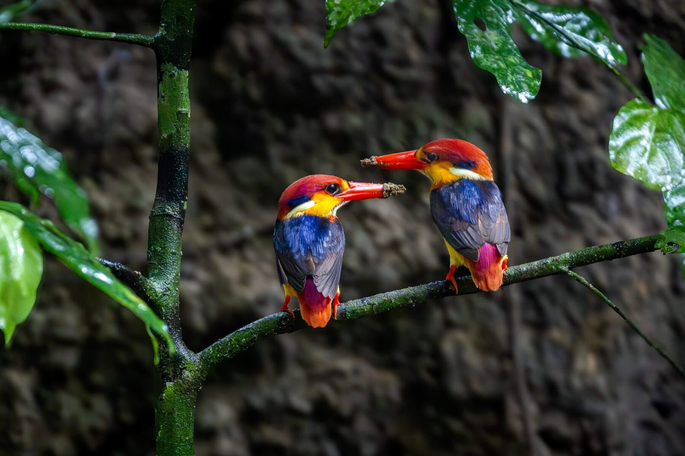 Two dwarf kingfishers on a branch