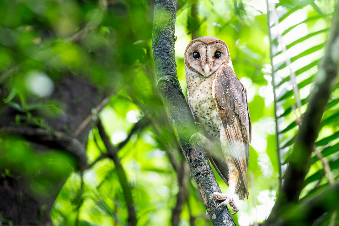 Owl perched on a mossy trunk