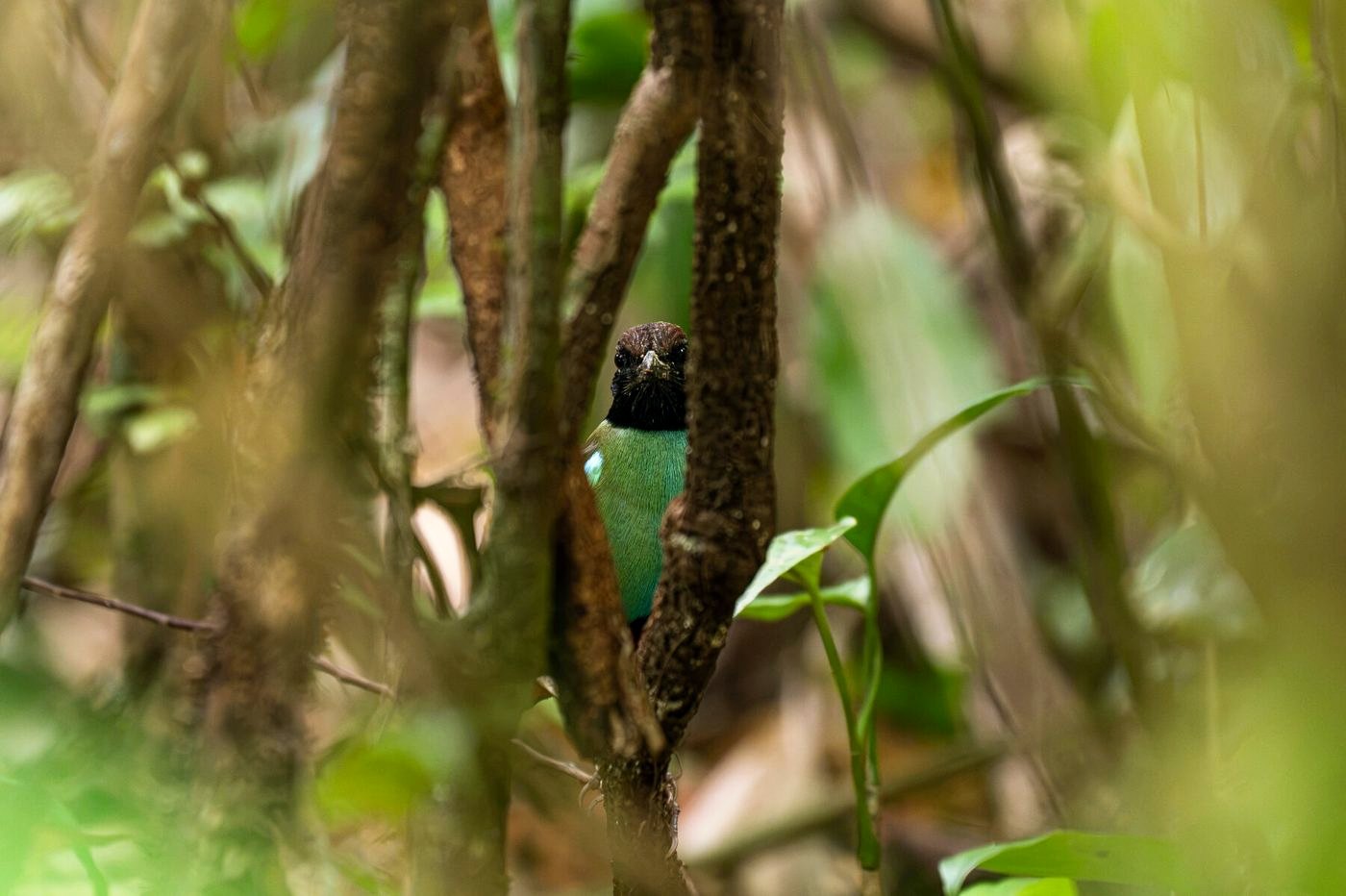 Pitta in forest undergrowth