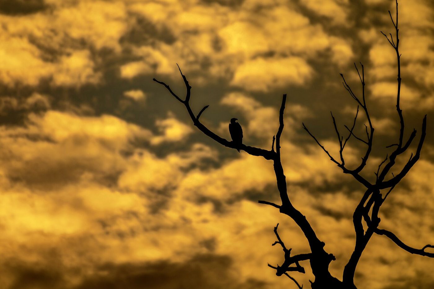 Raptor silhouetted on a bare branch at dusk