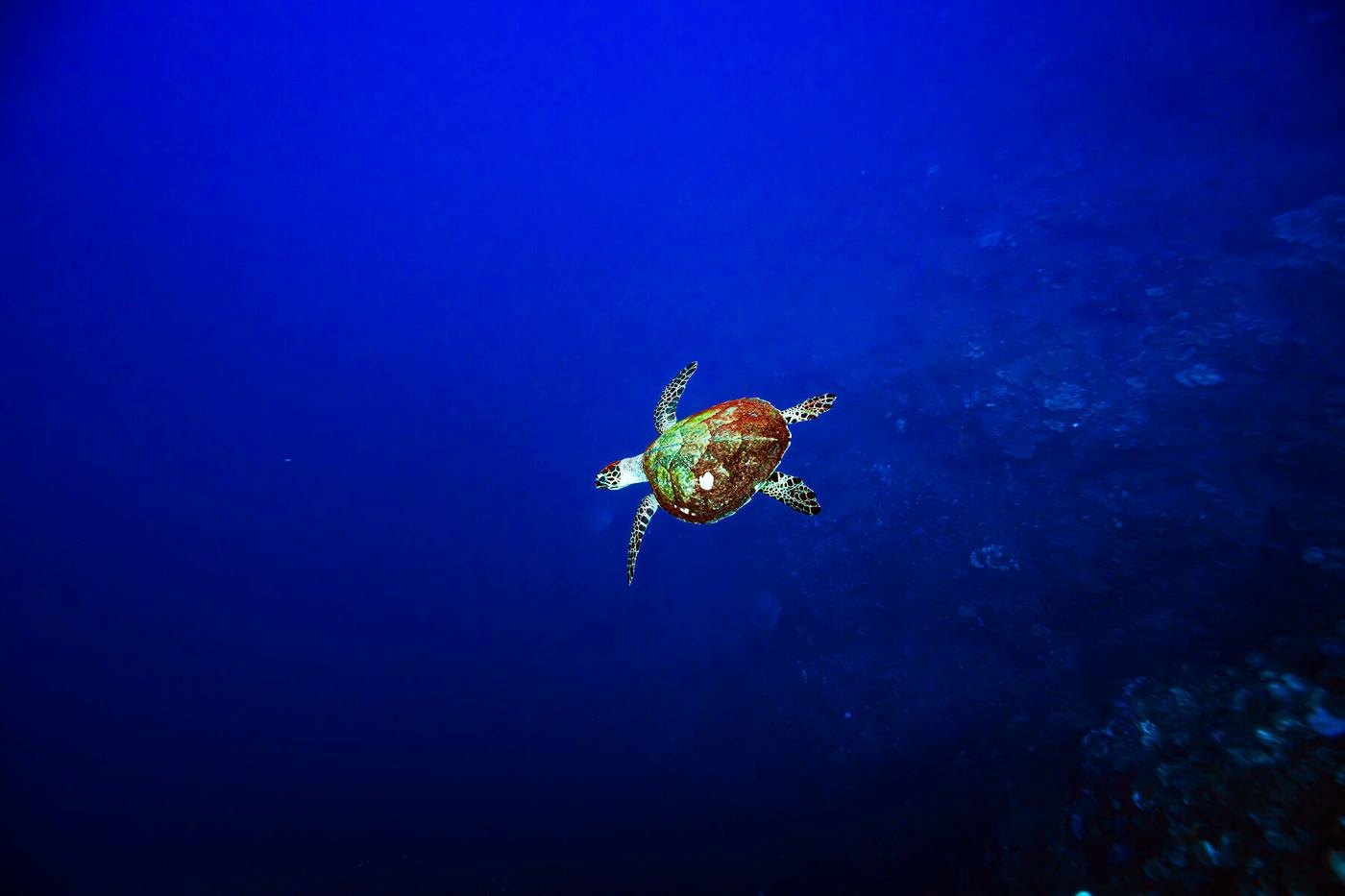 Hawksbill turtle in blue water