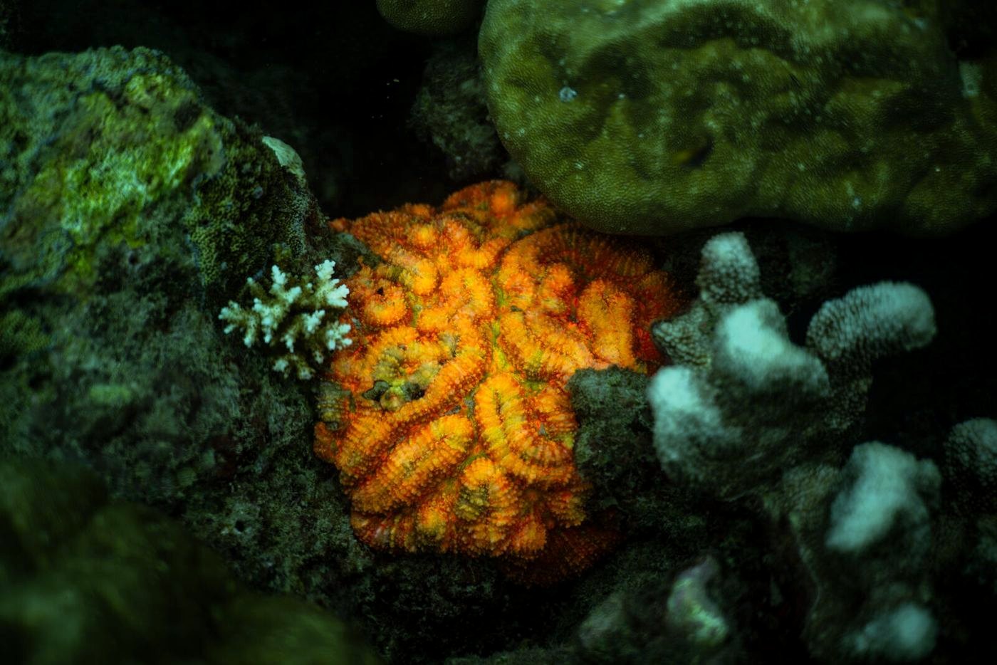 Orange coral on a reef