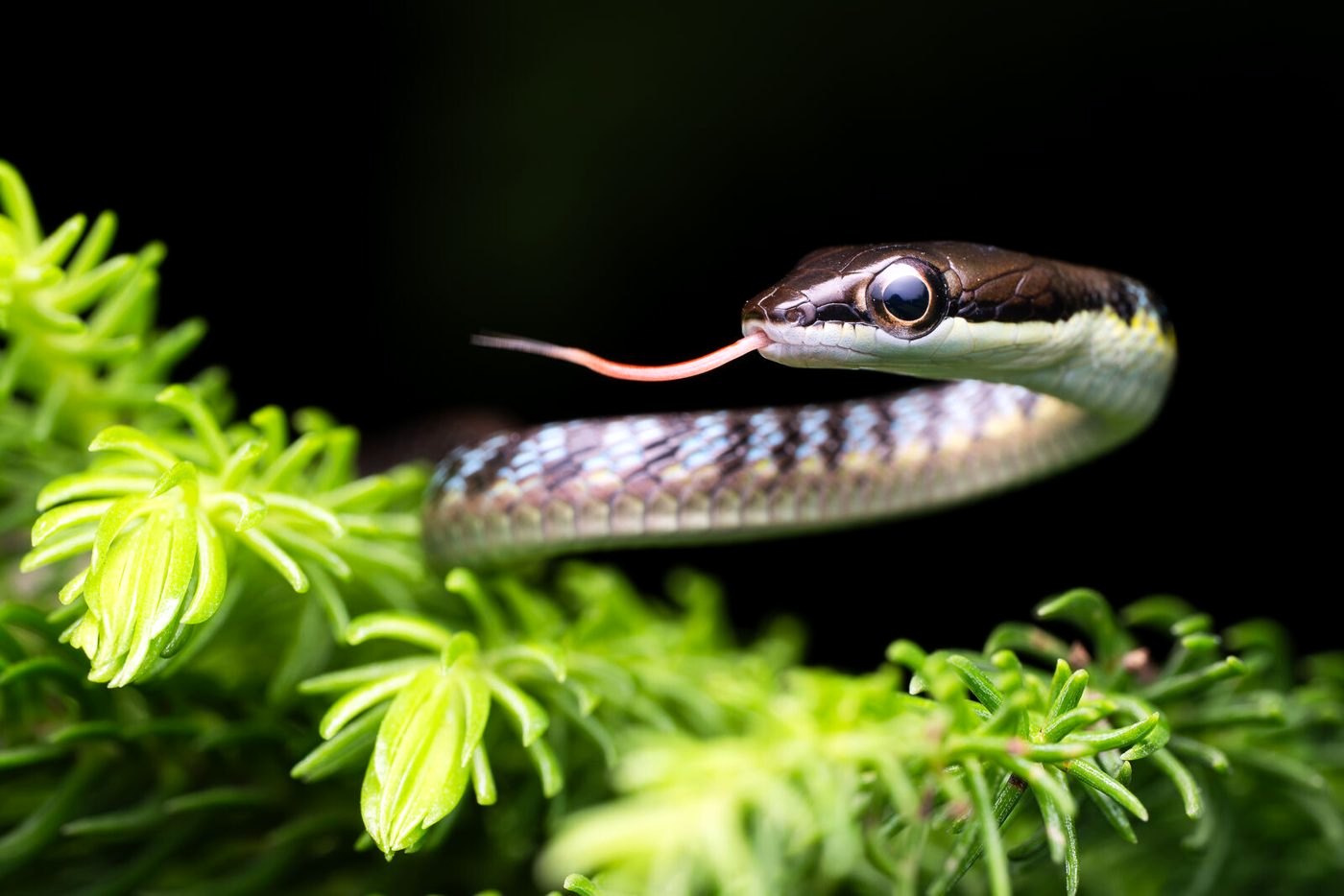 Slender striped snake with its tongue out on green foliage